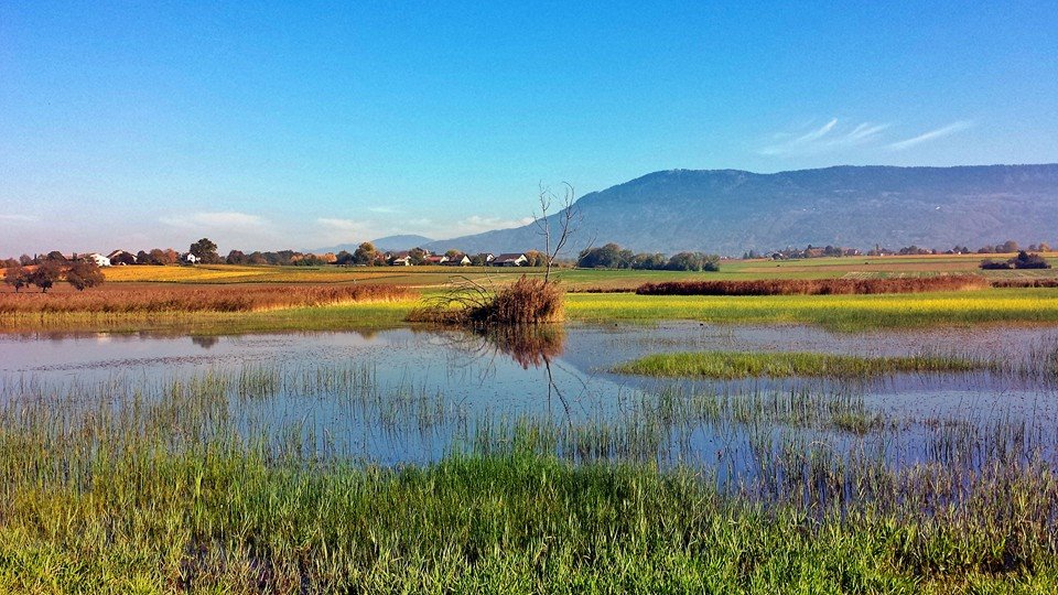 Seymaz – Marais de Sionnet –&nbsp;Rouelbeau