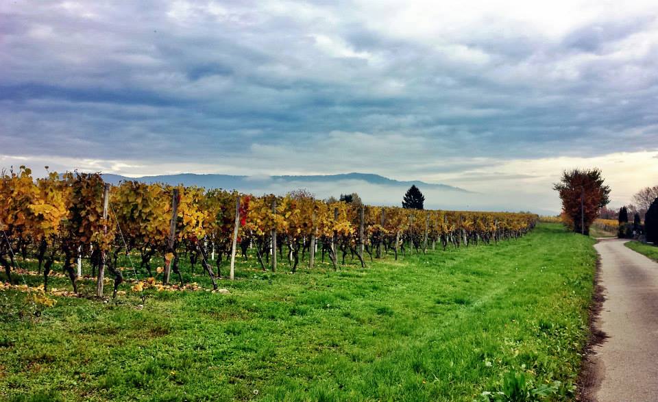 Chêne-Bougeries – Presinge