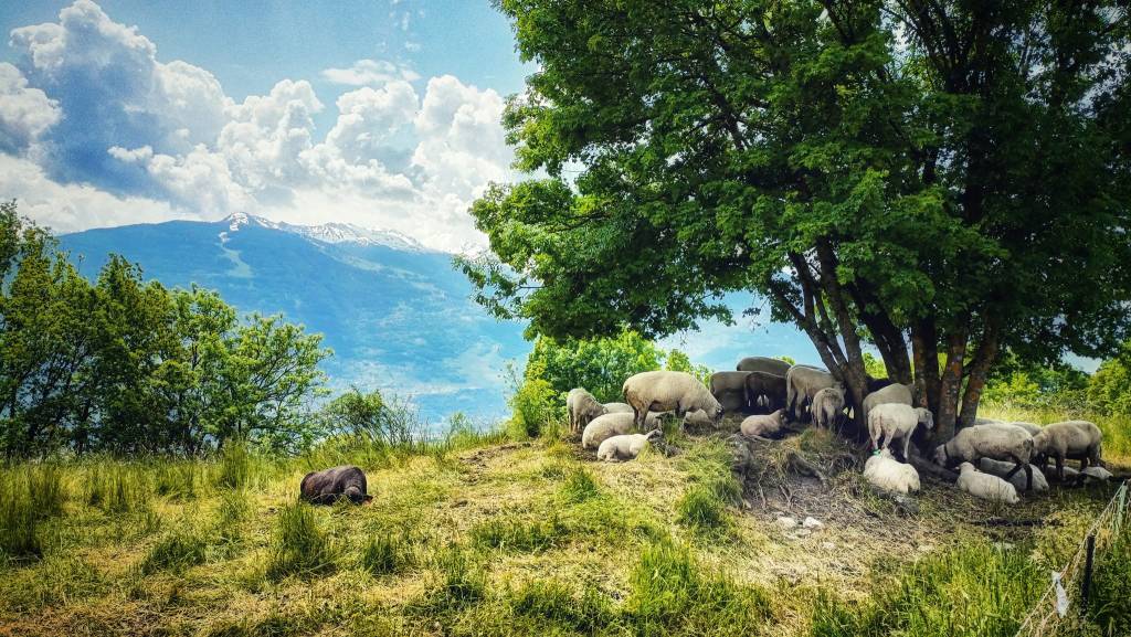 Anzère – étangs d&rsquo;Arbaz – bisse de Tsampé – bisse de Lentine –&nbsp;Sion
