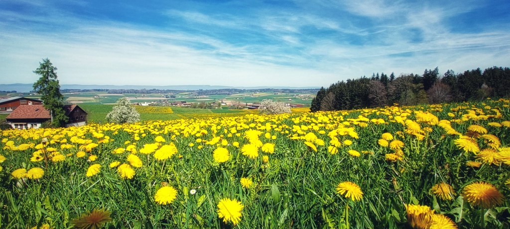 Romont – Sentier du vitrail –&nbsp;Romont