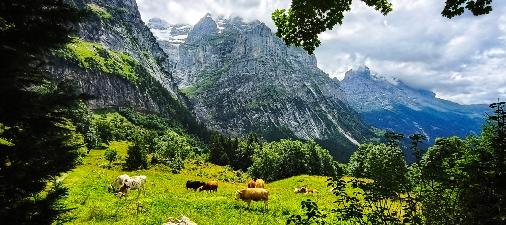 Grindelwald First – Grosse Scheidegg – Ischboden –&nbsp;Grindelwald